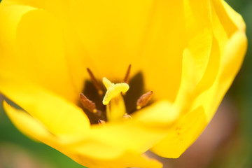 Fototapeta premium 黄色いチューリップの花の中 しべ 柱頭