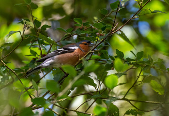 A Beautiful Chaffinch Perched in a Tree 