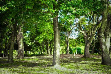 森林の緑