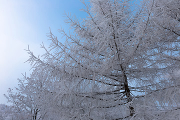 Branches of larch against the blue sky are covered with hoarfrost in a winter frosty day.