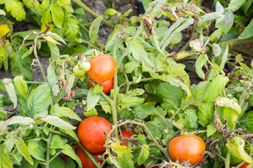 Harvest field in autumn