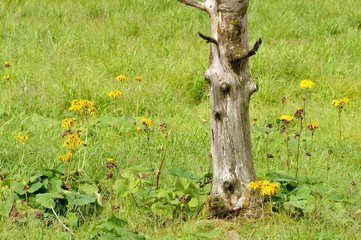 笠取山の高原 マルバダケブキの花畑