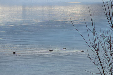 heads of adolecent seals in morning light