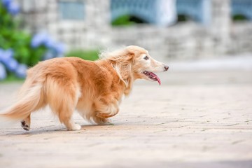 散歩する可愛い犬