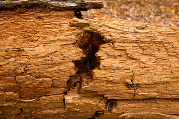 Decaying log in Cuyahoga Valley National Park in northern Ohio.