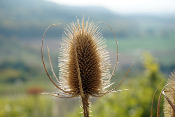 getrocknete Distel