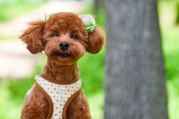 散歩する可愛い犬