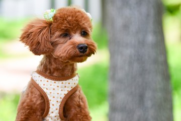 散歩する可愛い犬