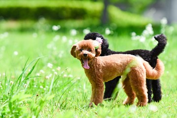 散歩する可愛い犬