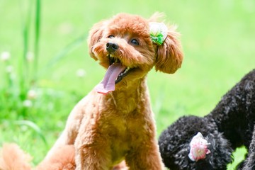 散歩する可愛い犬