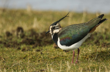 A stunning Lapwing (Vanellus vanellus) standing on the grass in marshland displaying.