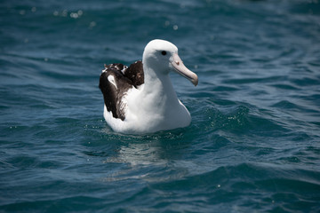 A Beautiful Northern Royal Albatross off The Coast of Kaikoura New Zealand