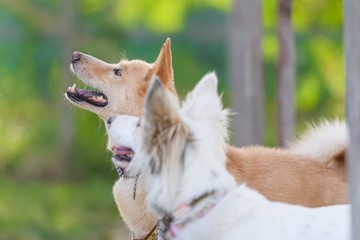 ドッグランで遊ぶ犬