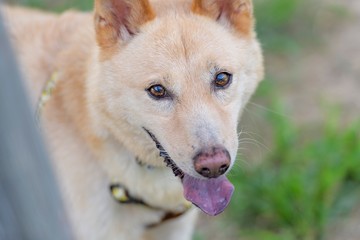 ドッグランで遊ぶ犬