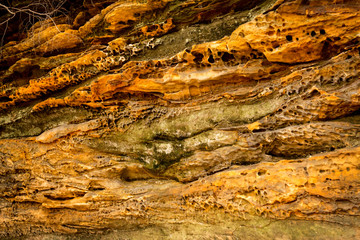 Golden, conglomerate rock of Ritchie Ledges in northern Ohio.