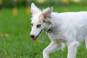 ドッグランで遊ぶ犬