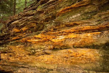 Golden, conglomerate rock of Ritchie Ledges in northern Ohio.