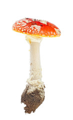 Fly amanita (Amanita muscaria) isolated on white background