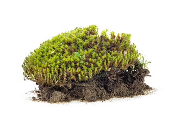 Closeup of green moss isolated on a white background