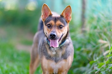 ドッグランで遊ぶ犬