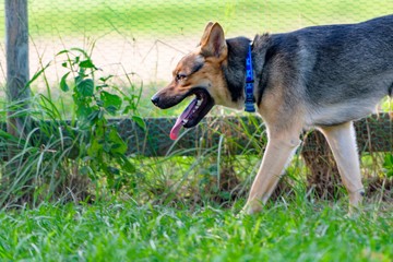 ドッグランで遊ぶ犬