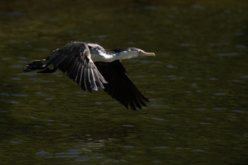 A Pied Shag in Flight 