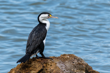 A Pied Shag On Beach Rocks