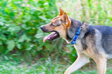 ドッグランで遊ぶ犬