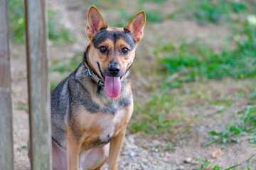 ドッグランで遊ぶ犬