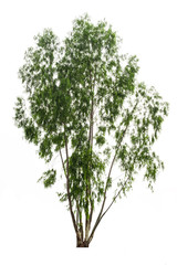 Eucalyptus tree isolated on white background and clipping path. The name of science : Eucalyptus globulus Labill.