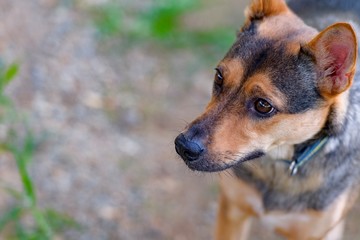 ドッグランで遊ぶ犬