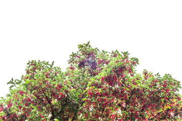 Hairy Keruing tree Is a plant with red flowers isolated on white background and clipping path. The...
