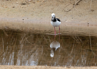 A Pied Stilt Along the Beach in New Zealand