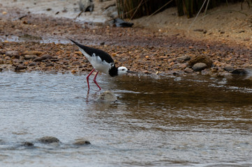 A Pied Stilt Getting a Drink Of Water 