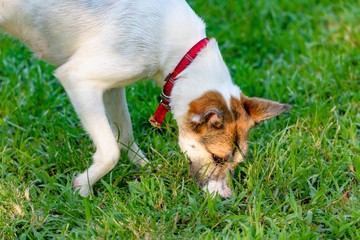 ドッグランで遊ぶ犬