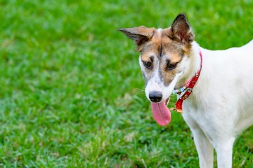 ドッグランで遊ぶ犬