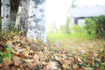 End of summer season in the park