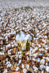 Cotton bud crop - landscape with copy space