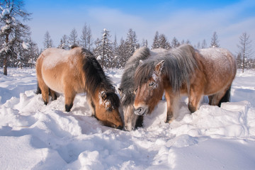 In Yakutia, horses live in the open air all year round (at temperatures in summer up to + 40 ° C and in winter up to −60 ° C) and look for food on their own.