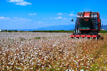 Cotton fields ready for harvesting - 241372234