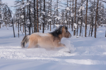 In Yakutia, horses live in the open air all year round (at temperatures in summer up to + 40 ° C and in winter up to −60 ° C) and look for food on their own.