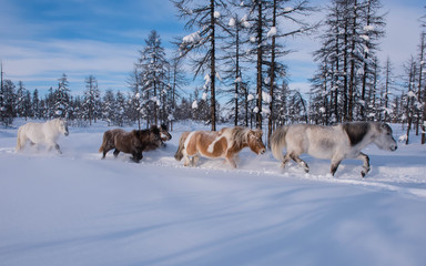 Fototapeta na wymiar In Yakutia, horses live in the open air all year round (at temperatures in summer up to + 40 ° C and in winter up to −60 ° C) and look for food on their own.