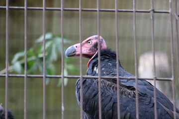 condor