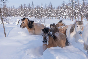 Naklejka premium In Yakutia, horses live in the open air all year round (at temperatures in summer up to + 40 ° C and in winter up to −60 ° C) and look for food on their own.