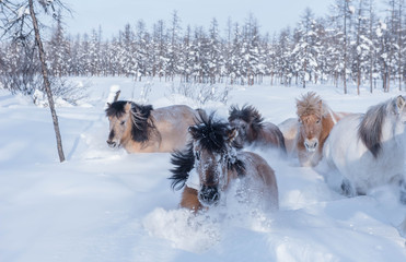 In Yakutia, horses live in the open air all year round (at temperatures in summer up to + 40 ° C and in winter up to −60 ° C) and look for food on their own.