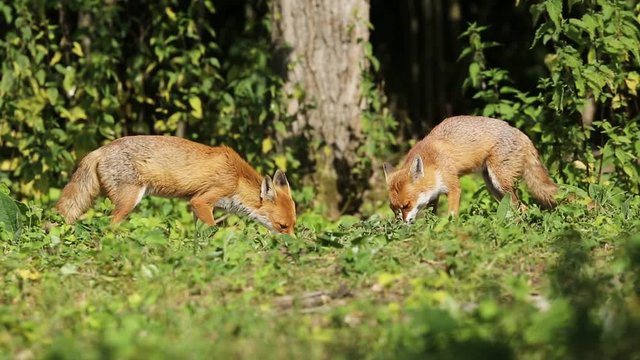 Stunning Wild Red Foxes (Vulpes vulpes) feeding at the edge of a wood, have an altercation as one leaves with food.	