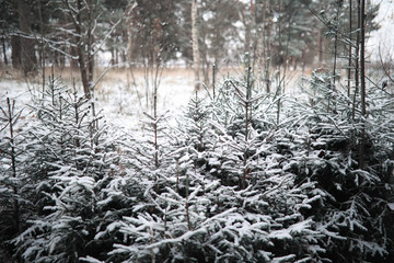 Winter forest. Landscape of winter forest on a sunny day. Snow-covered trees and Christmas trees in the forest. Branches under the snow. Bad snowy weather a cold day.
