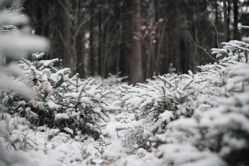 Winter forest. Landscape of winter forest on a sunny day. Snow-covered trees and Christmas trees in the forest. Branches under the snow. Bad snowy weather a cold day.