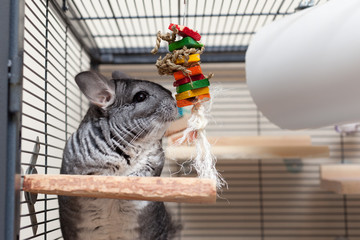 Chinchilla in play