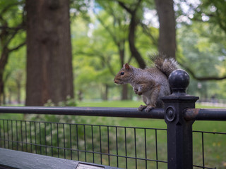 Squirrel in the park